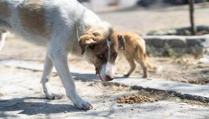 Yangından kurtarılan Kaptan'a sıcak yuva