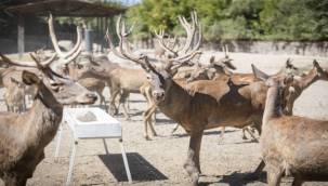 İyileşen kızıl geyik Paşa yeni yuvasında