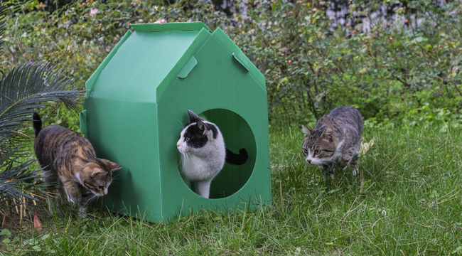 Başkan Tugay söz verdi, kediler sıcak yuvalarına kavuştu