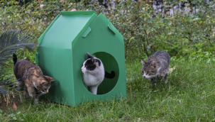 Başkan Tugay söz verdi, kediler sıcak yuvalarına kavuştu