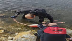 Flamingoya hayat veren kurtarma operasyonu