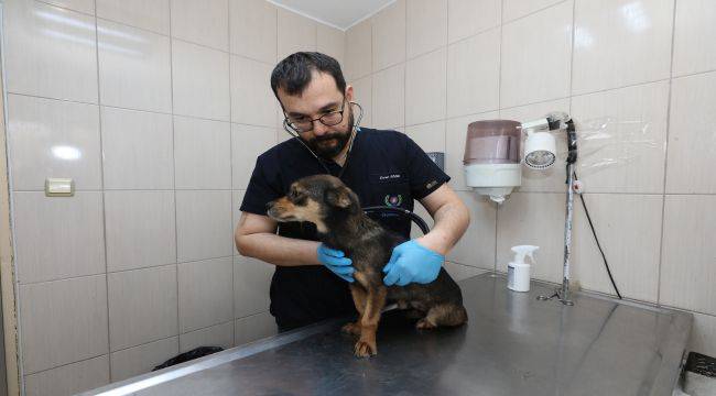 Gaziemir Belediyesi'nden can dostlara uzanan sevgi eli