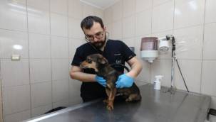 Gaziemir Belediyesi'nden can dostlara uzanan sevgi eli