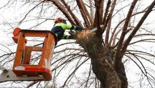 Konak'ta kış dayanışması: Budanan ağaçlar yuvaları ısıtıyor