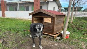 Seferihisar'da Sokak Hayvanları İçin Kulübe Destek Kampanyası