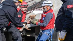 Afetzede hayvanlar için ilçelere arama kurtarma eğitimi