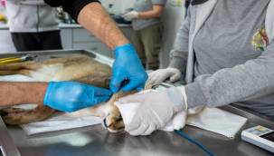 Ağır yaralı bulundu, sağlıklı şekilde doğaya salındı