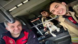 İzmir İtfaiyesi tüm canlıların imdadına yetişiyor