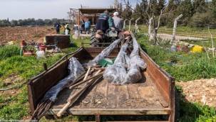 Kesilen cevizlerin yerine umut filizlendi