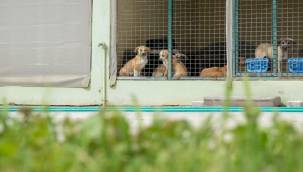 Can dostlar için Menemen'de rekor tedavi sayısına ulaşıldı