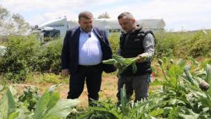 Seferihisar'ın bereketli topraklarında yetişen enginar için hasat sezonu başladı