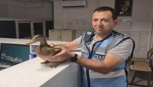 Zabıtadan yürek ısıtan kurtarma