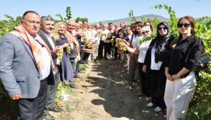 Menemen'de bağ bozumu gerçekleştirildi