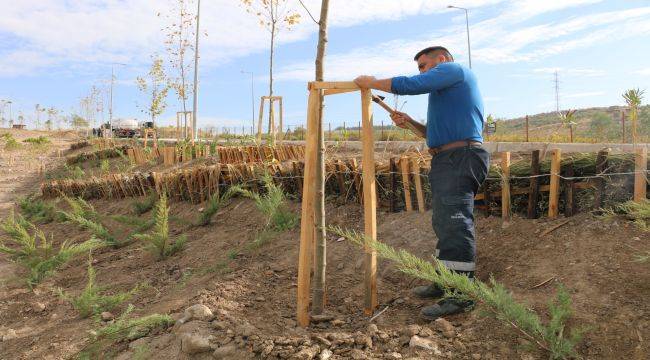 Buca'da 5 dönümlük alanda yeşil dönüşüm